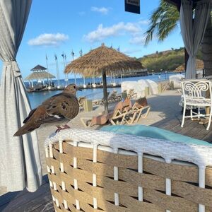 Meet your Posher, Teddy